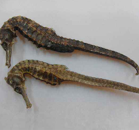 補(bǔ)腎健體 海馬的功效與作用及禁忌介紹