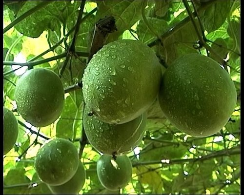 羅漢果的功效與作用及食用方法，全方位為你講解