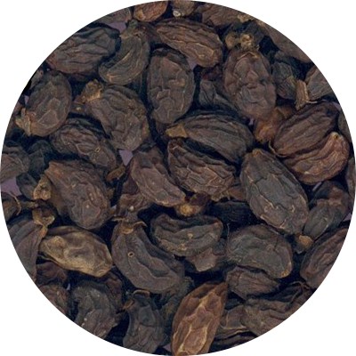 女貞子的功效與作用及其藥理作用