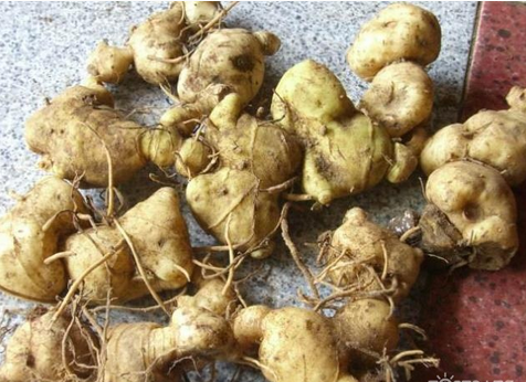 黃精的功效與作用  9種常見(jiàn)的作用