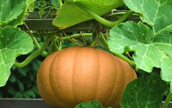 治療咳嗽的偏方 這10種做法簡(jiǎn)單又高效