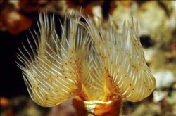 海參的家常做法，味道好不好就看它