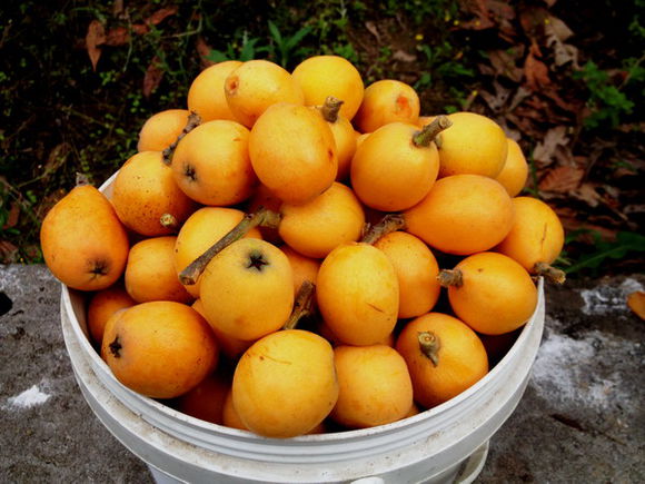 山枇杷詳細(xì)介紹及山枇杷功能主治