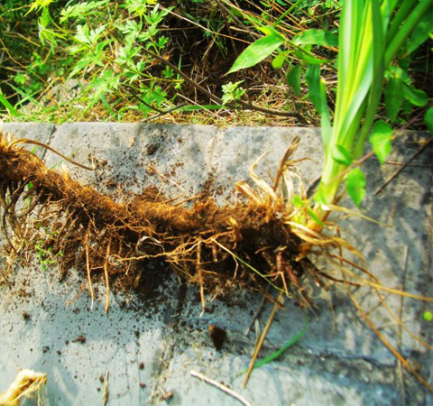 生津潤燥 知母的作用與功效及常用配伍介紹