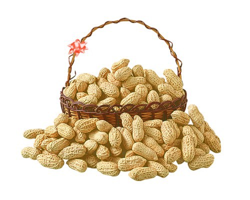 花生的功效與作用，全方位為你講解