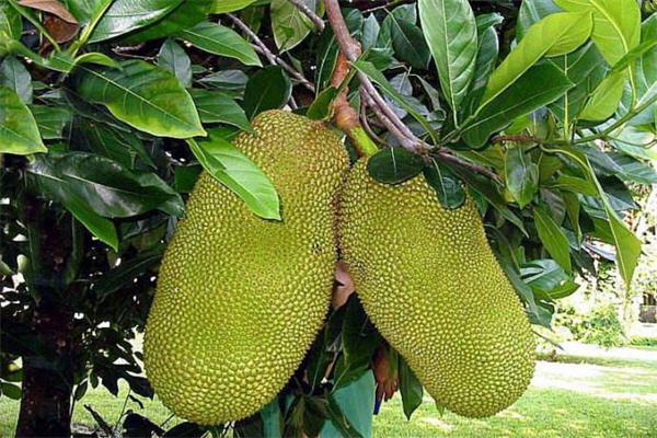 菠蘿蜜的營養(yǎng)價值 菠蘿蜜有什么藥理作用