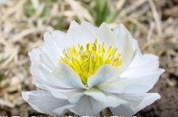 雪蓮花泡酒的方法  學會了嗎