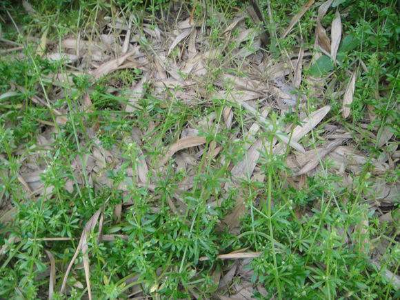 地龍草是什么及地龍草的功效介紹