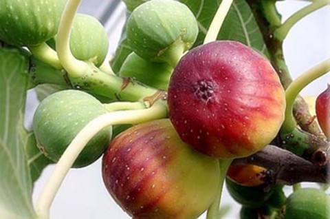 介紹無花果的功效與作用，食用方法等