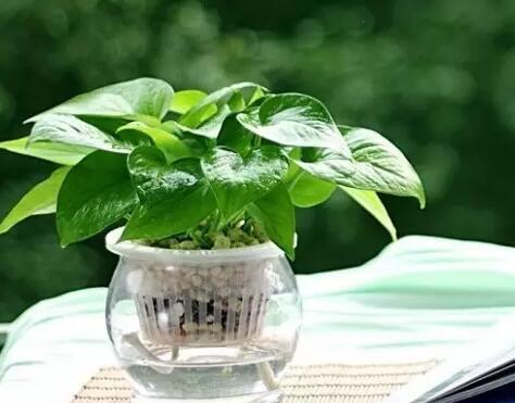 綠蘿的功效與作用 可用于凈化空氣和裝飾