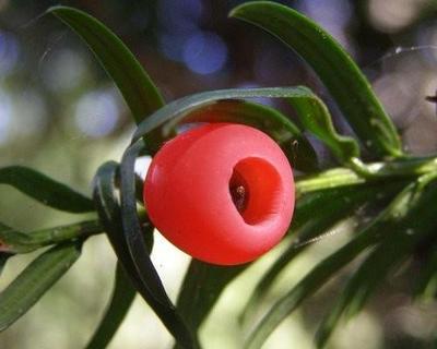 紅豆杉的功效與作用,可謂珍品