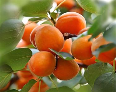 杏的功效與作用 經(jīng)濟價值及食用禁忌介紹