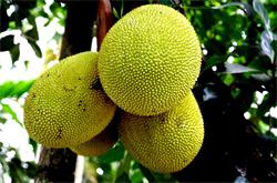 菠蘿蜜的營養(yǎng)價值 菠蘿蜜有什么藥理作用