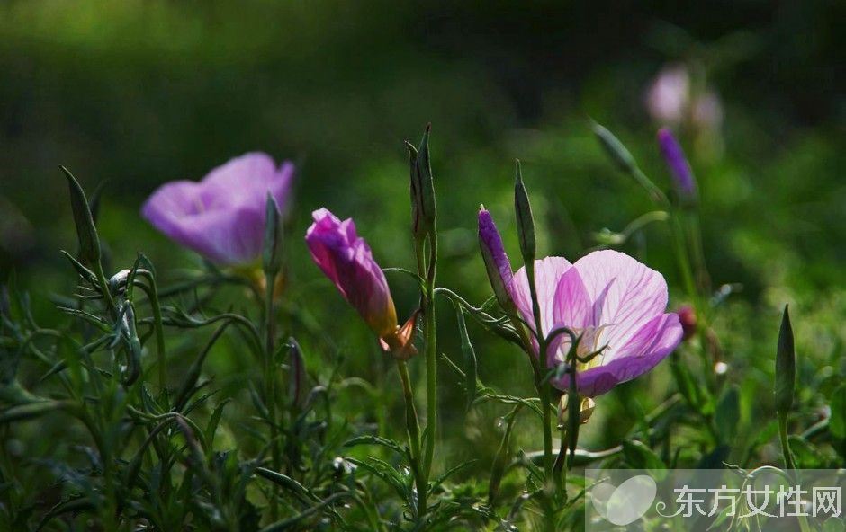 月見草油的功效 月見草泡水喝有什么禁忌