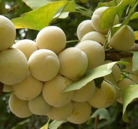 滋陰養(yǎng)顏抗衰老 白果的食用方法介紹