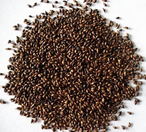 大麥茶怎么泡才能泡出一番茶韻