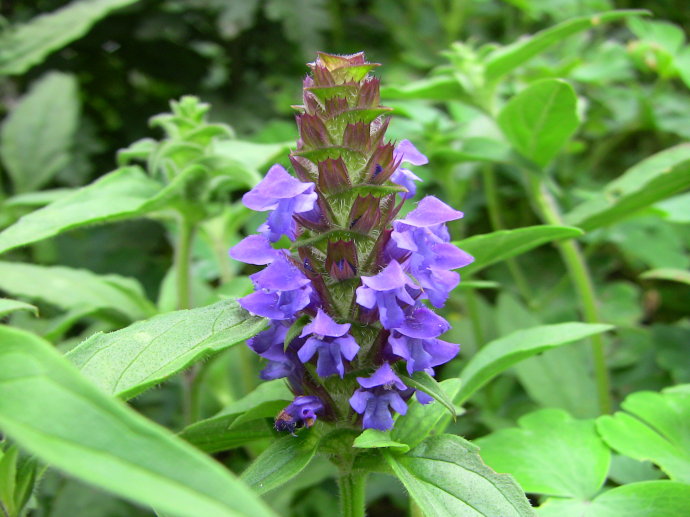 告訴你夏枯草的功效與作用有哪些