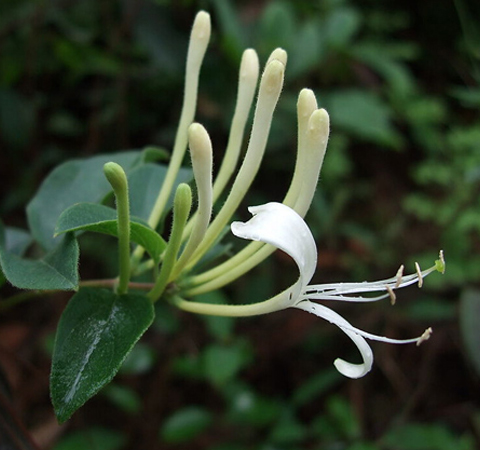 清熱解毒 金銀花的功效與作用及副作用介紹