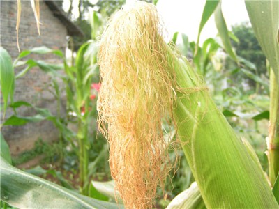 驚！你不知道的玉米須的功效與作用