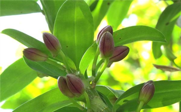 千古仙草石斛的功效與作用