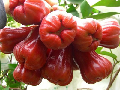 蓮霧怎么吃，蓮霧的吃法有哪些