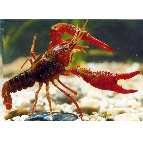 小龍蝦能吃嗎 人們對小龍蝦的誤解