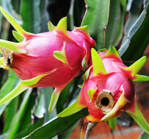 美白皮膚 火龍果的功效和食用方法介紹