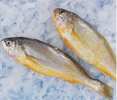 小黃魚的營養(yǎng)價(jià)值   你都記下來了嗎