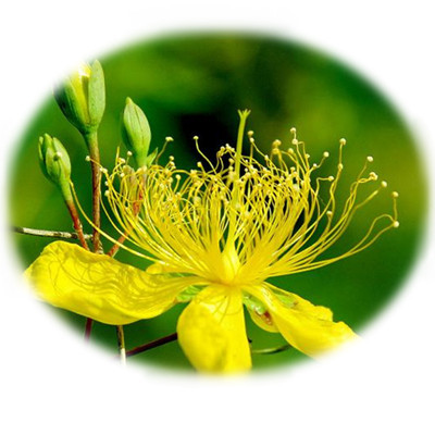 民間奇方秘方偏方 你懂哪些