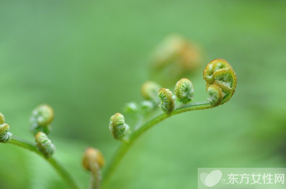 蕨菜的做法大全家常 吃蕨菜有什么好處