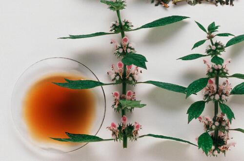 益母草的功效與作用及食用方法  活血調(diào)經(jīng)好幫手