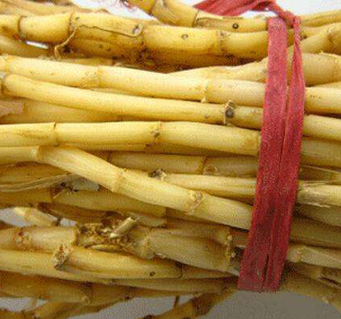 清熱生津 蘆根的功效與作用和食用方法介紹