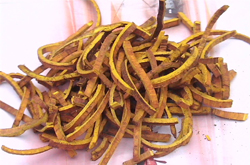 治療肺炎 黃柏的功效與作用和禁忌介紹