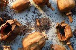 罌粟殼的作用 藥用價(jià)值也比較的高