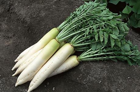 發(fā)高燒怎么治療好 這24個(gè)退燒偏方獻(xiàn)給你