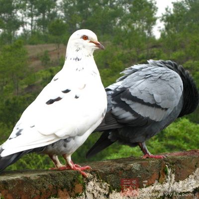 鴿子肉的營養(yǎng)價(jià)值 高級(jí)滋補(bǔ)佳品