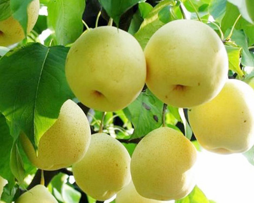 吃什么水果能長高？不妨試一試這三種水果