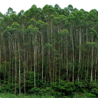 大葉桉葉  功能主治作用