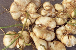 止咳祛痰 山葛薯的功效與作用介紹