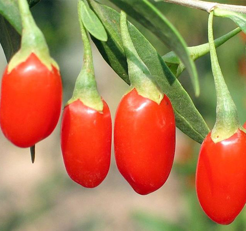 養(yǎng)肝明目 寧夏枸杞的作用和副作用介紹