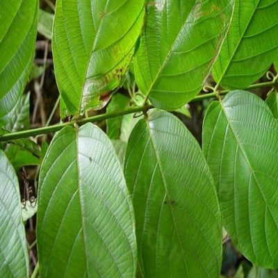 像鉤子樣的神奇中藥，鉤藤的功效與作用
