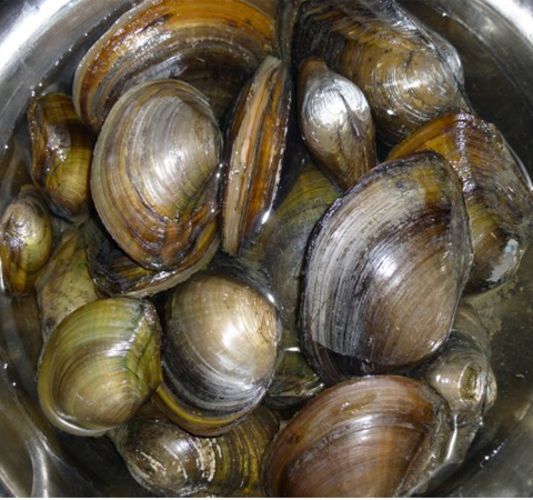 富含蛋白質(zhì) 河蚌的營養(yǎng)價(jià)值和功效介紹