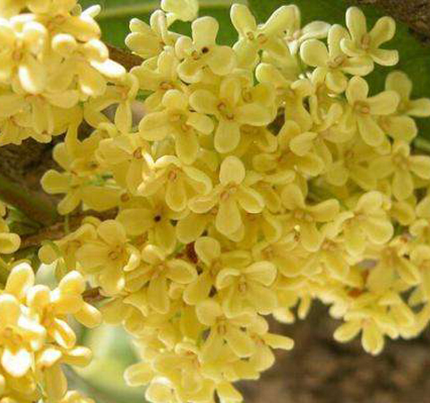 健脾補虛 桂花的功效與作用及食用方法介紹