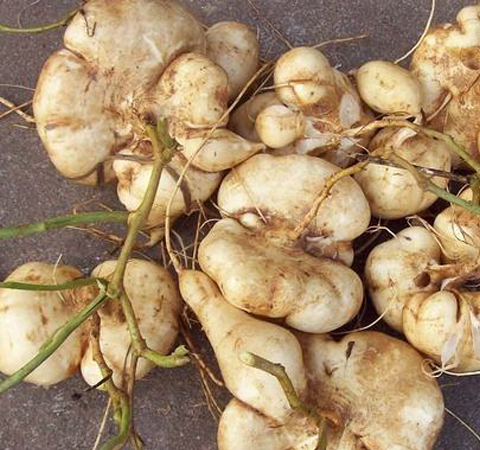 止咳祛痰 山葛薯的功效與作用介紹