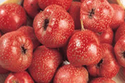 山楂的功效與作用  可治療痛經(jīng)