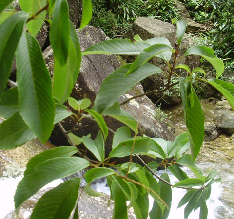 解表止咳 筆羅子的功效與作用介紹