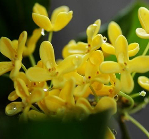 健脾補虛 桂花的功效與作用及食用方法介紹