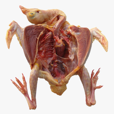 鴿子肉的營養(yǎng)價(jià)值 高級(jí)滋補(bǔ)佳品