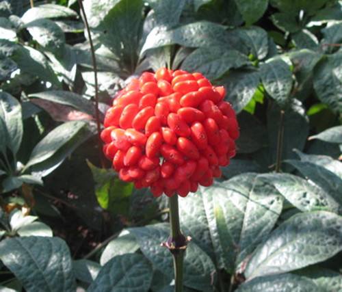 田七花的功效有哪些，有什么禁忌