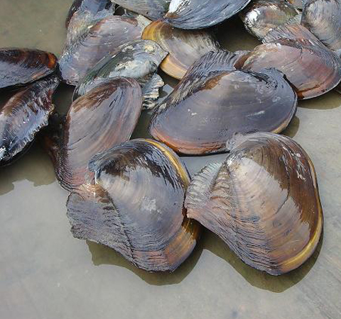 富含蛋白質(zhì) 河蚌的營養(yǎng)價(jià)值和功效介紹